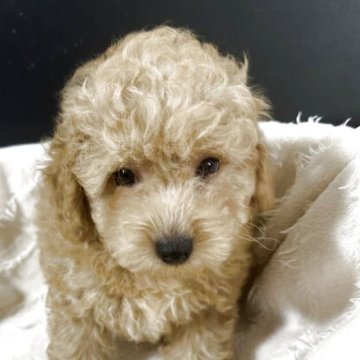 トイプードル(タイニー)【熊本県・男の子・2025年4月28日・アプリコット】の写真「元気な男の子」