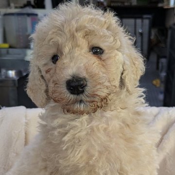 スタンダードプードル【熊本県・女の子・2024年11月30日・クリーム】の写真「クリーム女の子」