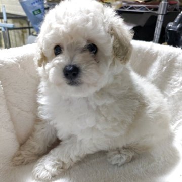 トイプードル(タイニー)【熊本県・男の子・2025年10月20日・アプリコット】の写真「小さめ男の子」