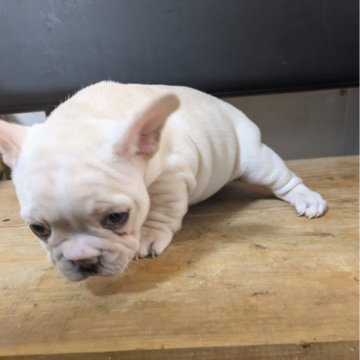フレンチブルドッグ【熊本県・女の子・2024年11月18日・クリーム】の写真「人なっこい女の子」