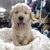 ゴールデンレトリバー【熊本県・男の子・2025年9月27日・ゴールデン】の写真1