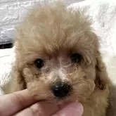 タイニープードル
