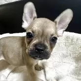 フレンチブルドッグ