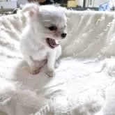 チワワ(ロング)