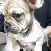 フレンチブルドッグ