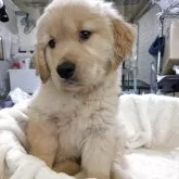 ゴールデンレトリバー【熊本県・男の子・2025年9月27日・ゴールデン】の写真3