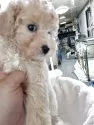 トイプードル(トイ)【熊本県・男の子・2025年10月4日・アプリコット】の写真3