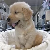 ゴールデンレトリバー【熊本県・男の子・2025年9月27日・ゴールデン】の写真3