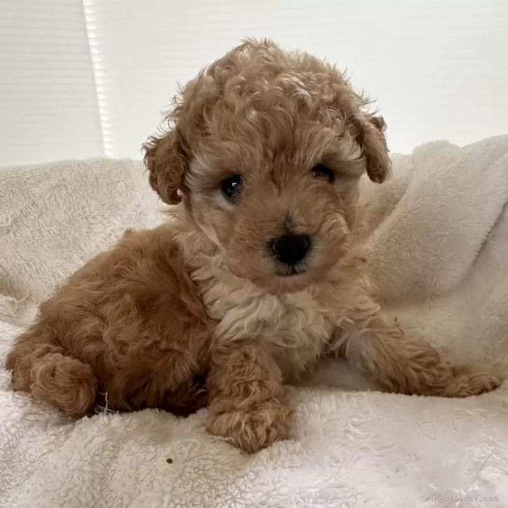 ID：2409-07966の子犬