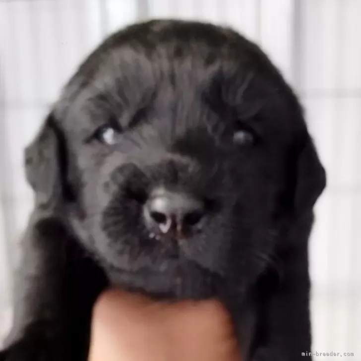 ID：2406-01040の子犬