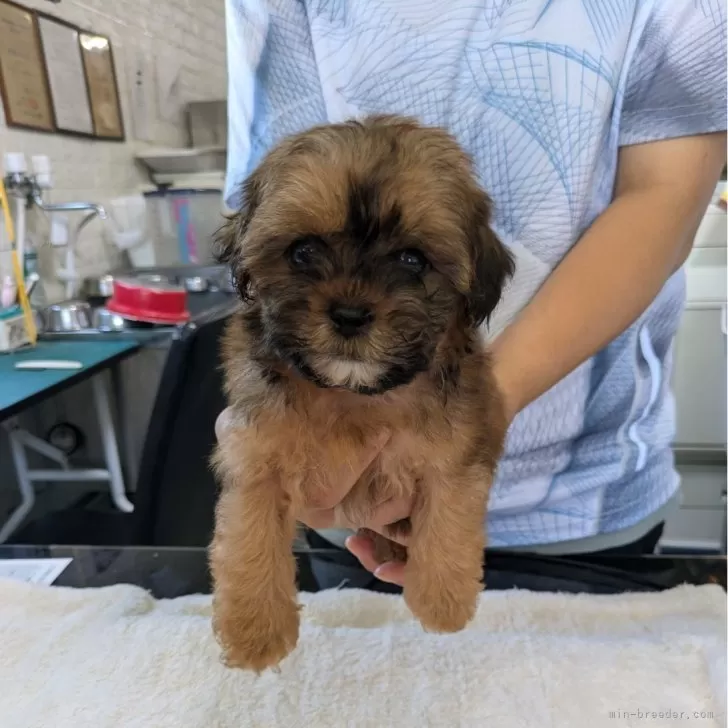 ID：2407-07762の子犬