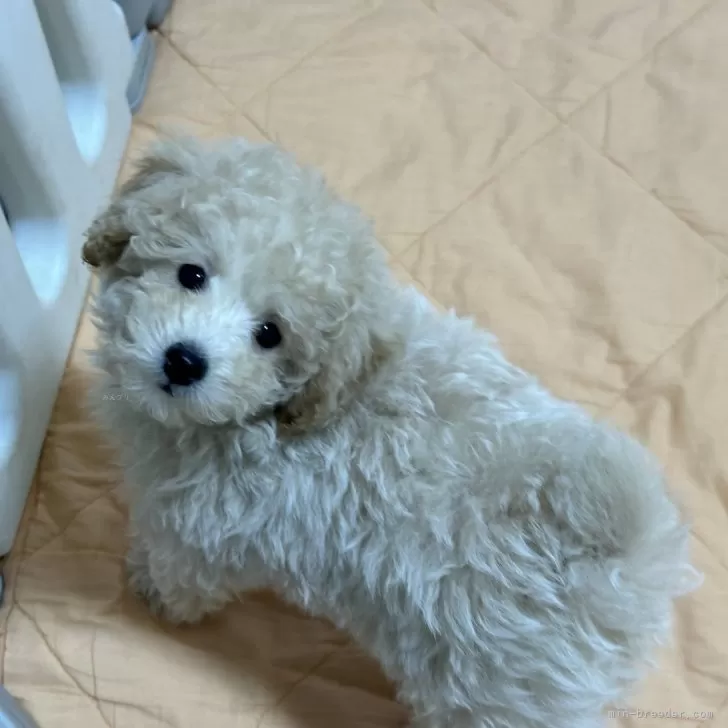 ID:2401-06278の子犬