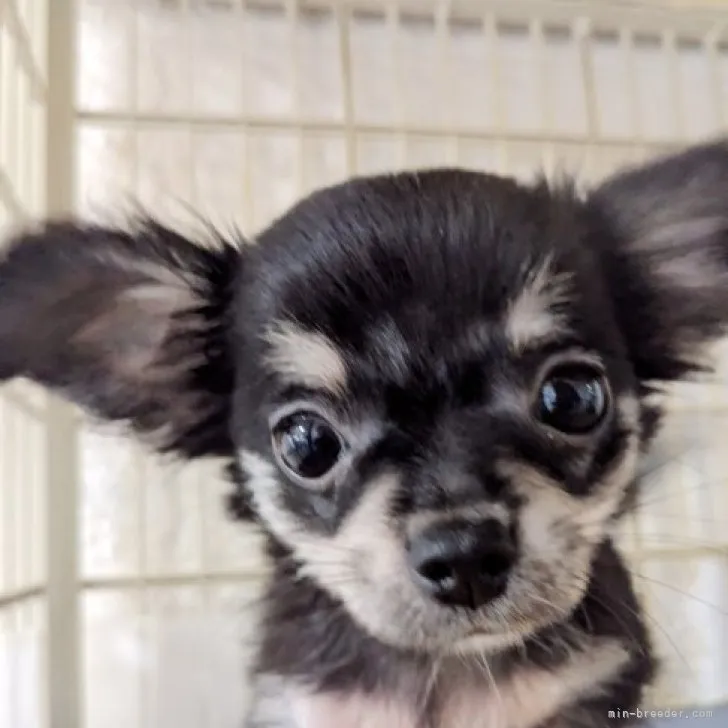 ID：2308-03626の子犬