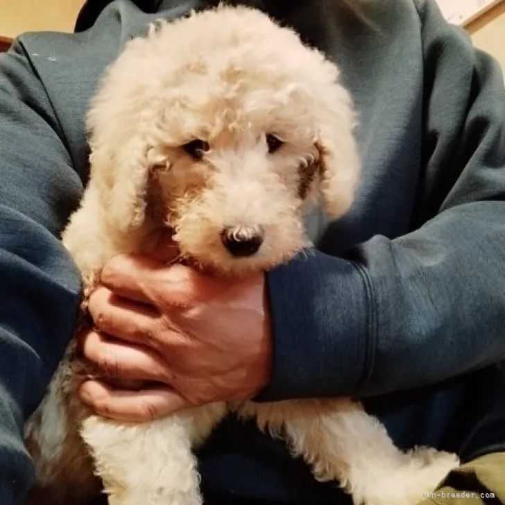 ID:2212-02778の子犬