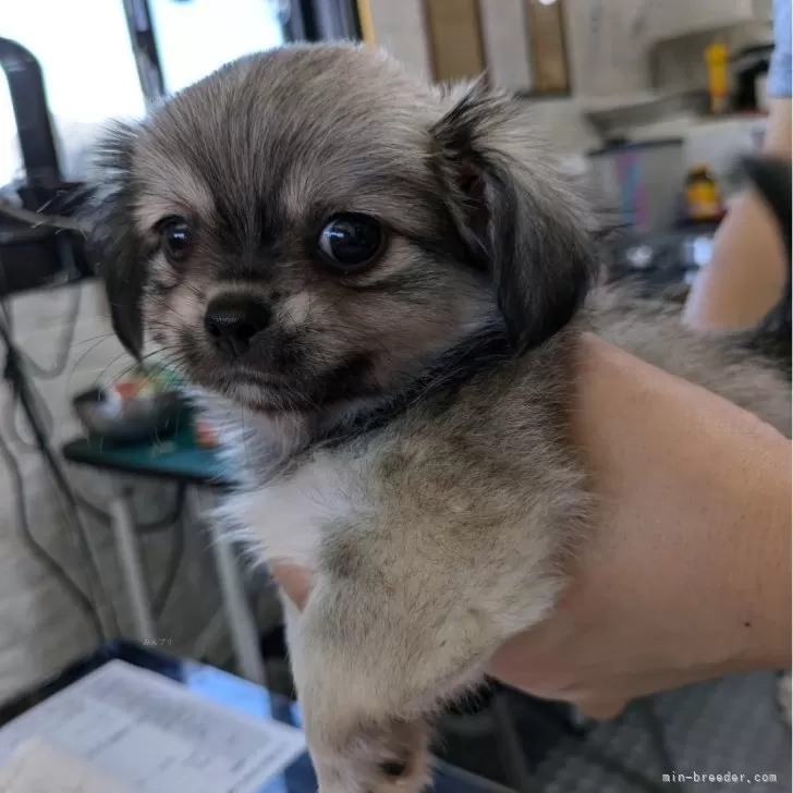 ID:2408-00544の子犬