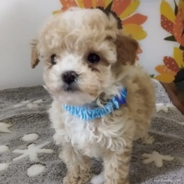 ID:2311-05639の子犬