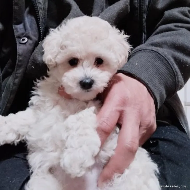 ID:2212-01241の子犬