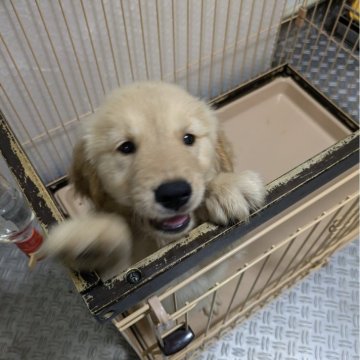 ゴールデンレトリバー【熊本県・女の子・2024年5月16日・ゴールデン】の写真「女の子」