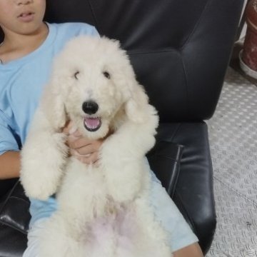 スタンダードプードル【熊本県・男の子・2023年5月17日・クリーム】の写真「可愛い男の子」