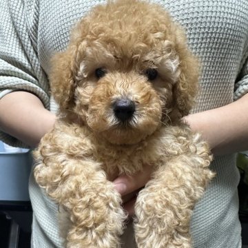 トイプードル(トイ)【熊本県・男の子・2024年2月20日・アプリコット】の写真「元気な男の子」