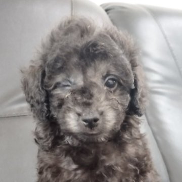 トイプードル(タイニー)【熊本県・男の子・2024年2月18日・シルバー(グレー)】の写真「おとなしい男の子」