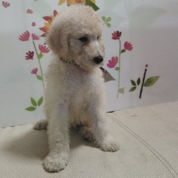 スタンダードプードル【熊本県・男の子・2023年5月17日・クリーム、ほぼホワイト】の写真「とても落ち着きがある男の子」