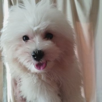 マルプー(父プードル、母マルチーズ)【熊本県・男の子・2023年2月19日・クリーム】の写真「きれいなホワイト系のマルプー」