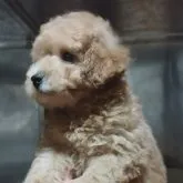 ペキプー【熊本県・男の子・2023年4月22日・レッド】の写真3