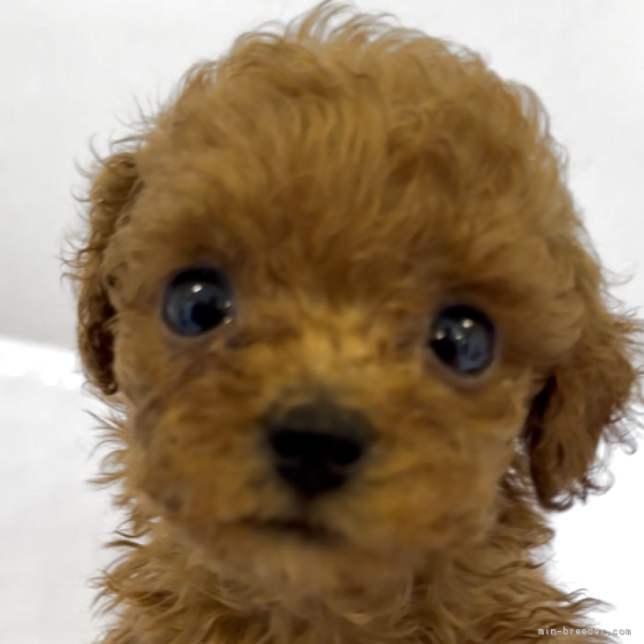 ブリーダー画像