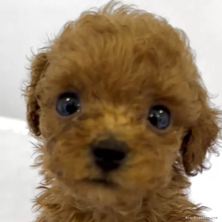 ティーカッププードル【沖縄県・男の子・2025年10月2日・レッド】の写真1「お目目大きいソラくん💓‪生後1ヶ月でこの可愛さ」