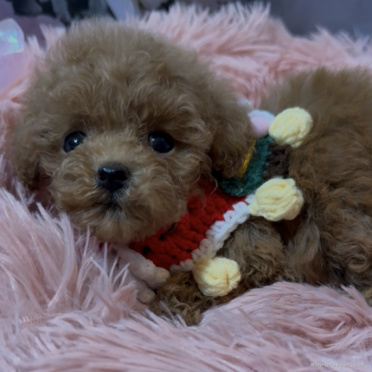 ブリーダー画像