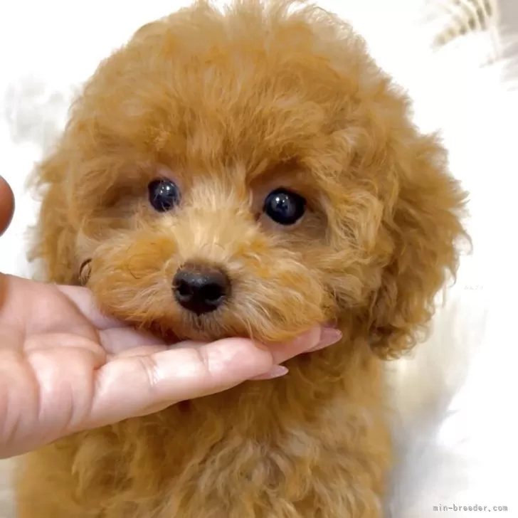 ID：2509-02559の子犬