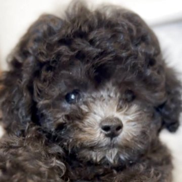 トイプードル(ティーカップ)【沖縄県・女の子・2025年9月20日・シルバー】の写真「爆毛マズル短いスペシャルな子💓‪」
