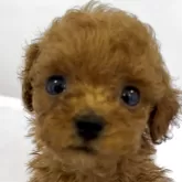 ティーカッププードル【沖縄県・男の子・2025年10月2日・レッド】の写真1「お目目大きいソラくん💓‪生後1ヶ月でこの可愛さ」