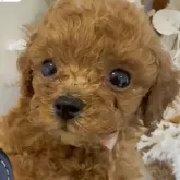 ティーカッププードル【沖縄県・男の子・2025年10月2日・レッド】の写真2