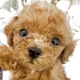 ティーカッププードル【沖縄県・男の子・2025年10月2日・レッド】の写真3