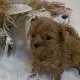 ティーカッププードル【沖縄県・女の子・2025年10月2日・レッド】の写真5