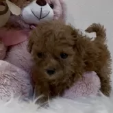 ティーカッププードル【沖縄県・女の子・2025年10月2日・レッド】の写真6