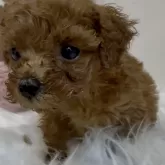 ティーカッププードル【沖縄県・男の子・2025年10月2日・レッド】の写真6