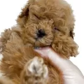 ティーカッププードル【沖縄県・女の子・2025年10月2日・レッド】の写真7