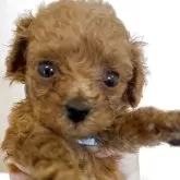 ティーカッププードル【沖縄県・男の子・2025年10月2日・レッド】の写真8