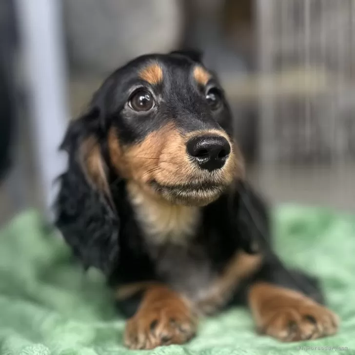 ID:2501-01304の子犬