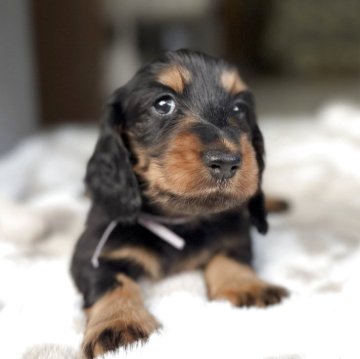 ミニチュアダックスフンド(ロング)【三重県・男の子・2025年9月26日・ブラックタン】の写真「両親ともにチャンピオン❗️可愛いお顔の男の子❤️」