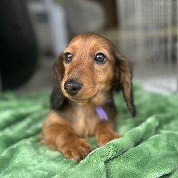 ミニチュアダックスフンド(ロング)【三重県・女の子・2024年12月21日・レッド】の写真「ママはチャンピオン❗️可愛いお顔の女の子❤️」