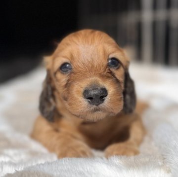 ミニチュアダックスフンド(ロング)【三重県・男の子・2025年10月5日・レッド】の写真「両親ともにチャンピオン❗️超優良血統の男の子❤️」