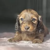 ミニチュアダックスフンド(ロング)【三重県・男の子・2024年12月21日・レッド】の写真2「まだまだ赤ちゃんです」