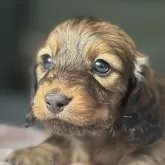 ミニチュアダックスフンド(ロング)【三重県・男の子・2024年12月21日・レッド】の写真3「お顔の黒い差し毛は抜けていきます」