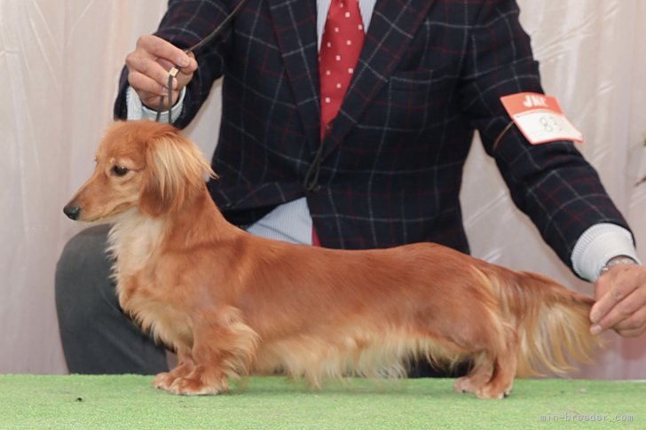 ミニチュアダックスフンド(ロング)【・女の子・2023年1月11日・レッド】