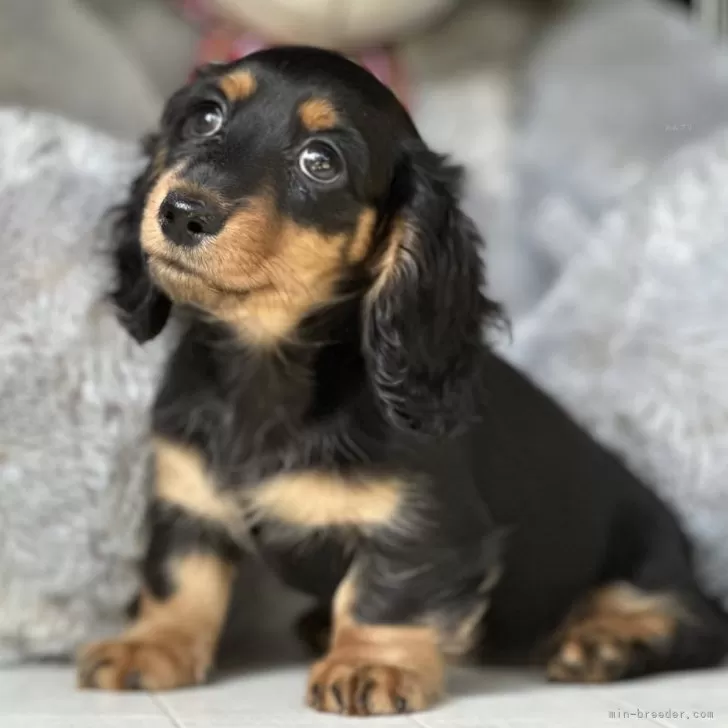 ID:2410-01005の子犬