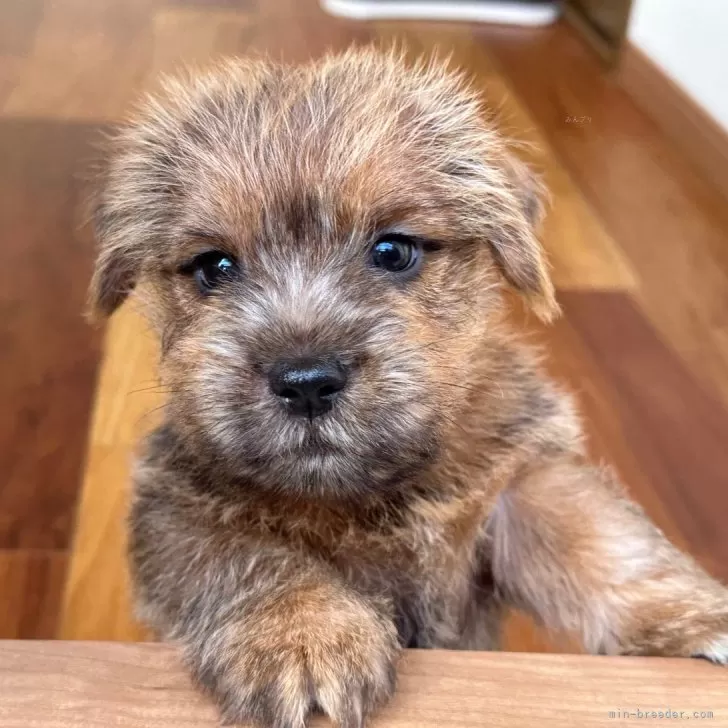 ID：2501-03481の子犬